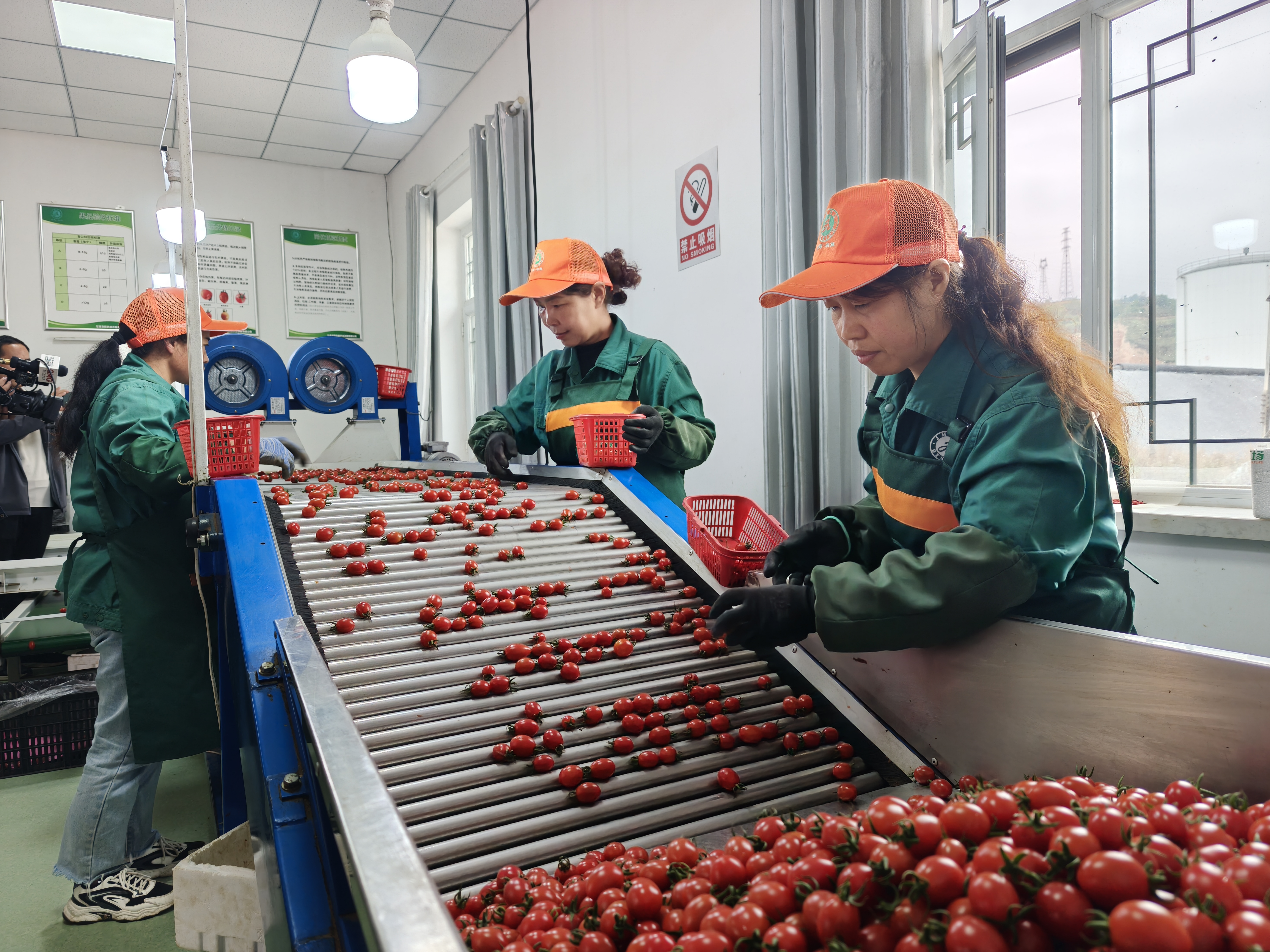 陇西双产融合记:青岛协作“沃土”育出科技花、健康果