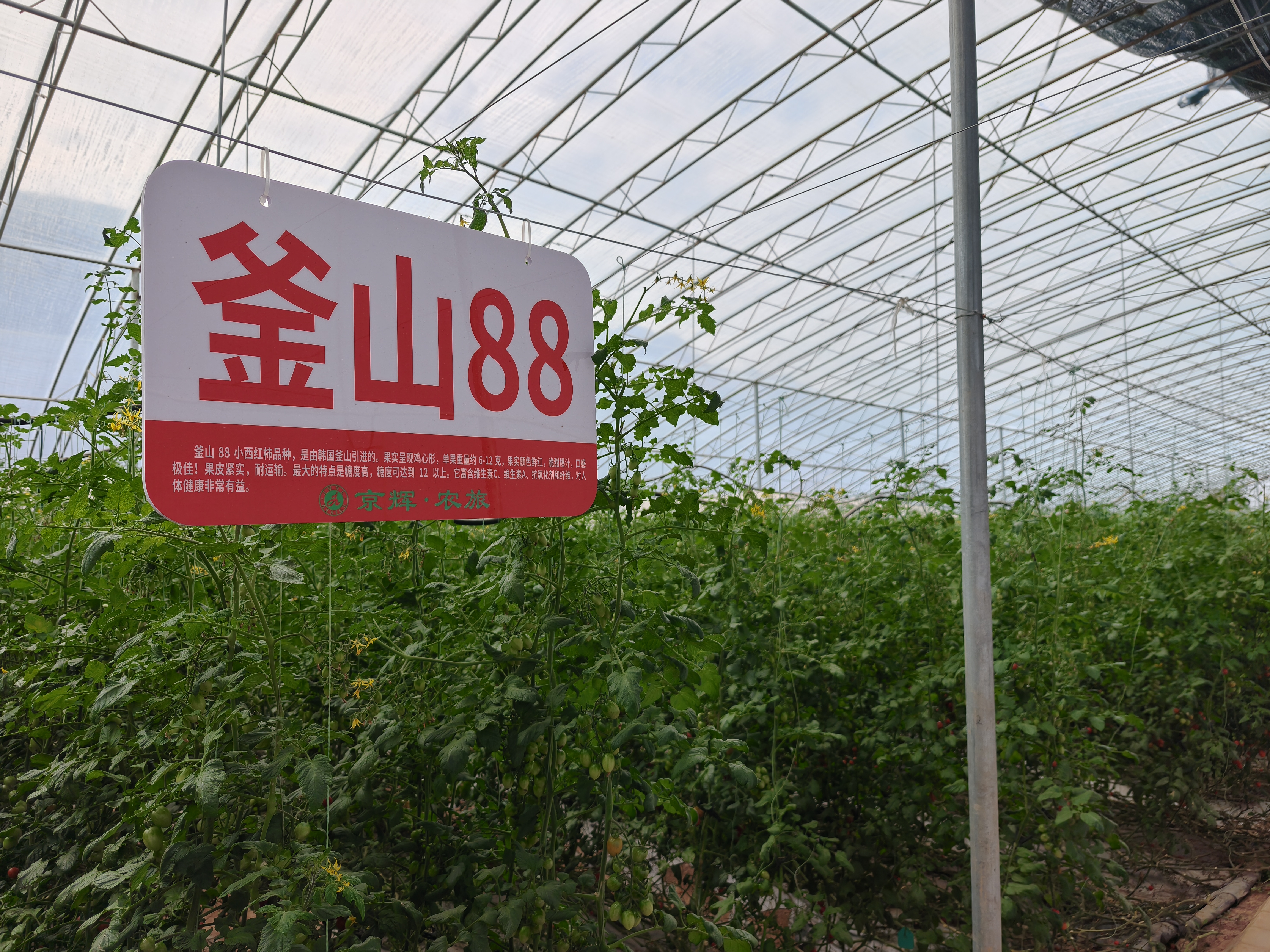 陇西双产融合记:青岛协作“沃土”育出科技花、健康果