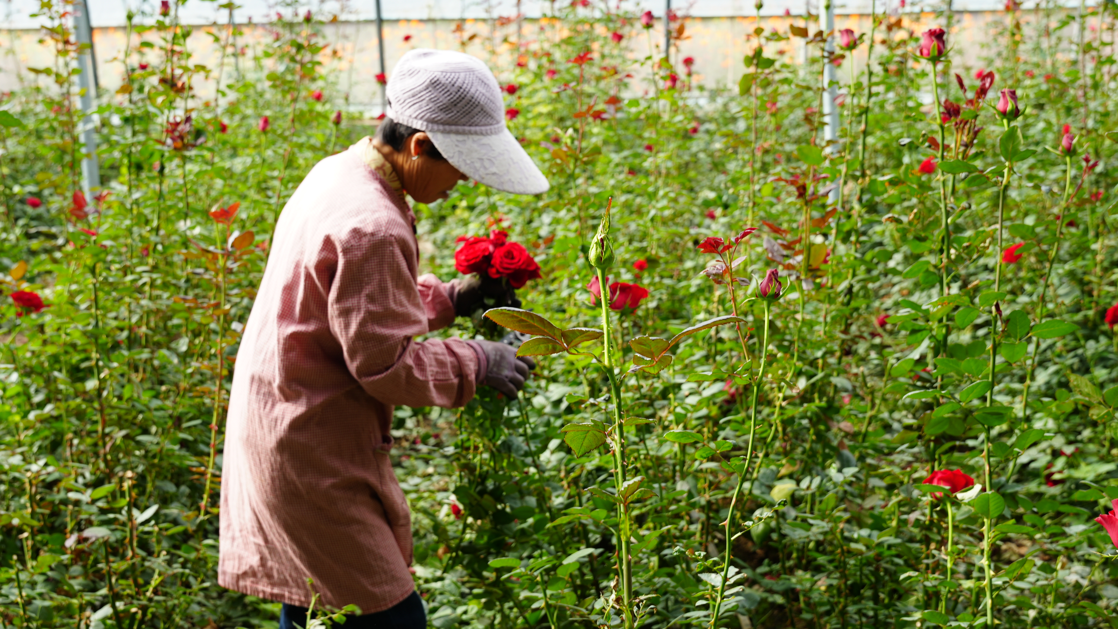 陇西双产融合记:青岛协作“沃土”育出科技花、健康果