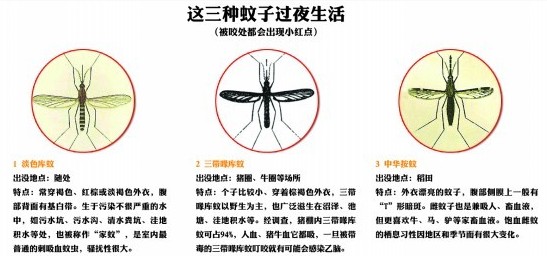 图示青岛常见7种蚊子 早五晚六吸血最猛