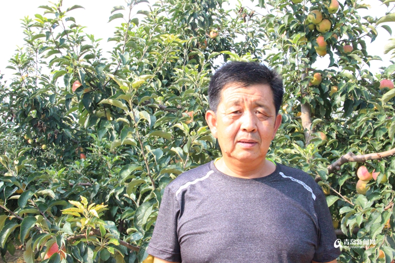 胶州市铺集镇张洪平：苹安果飘香江浙与京城