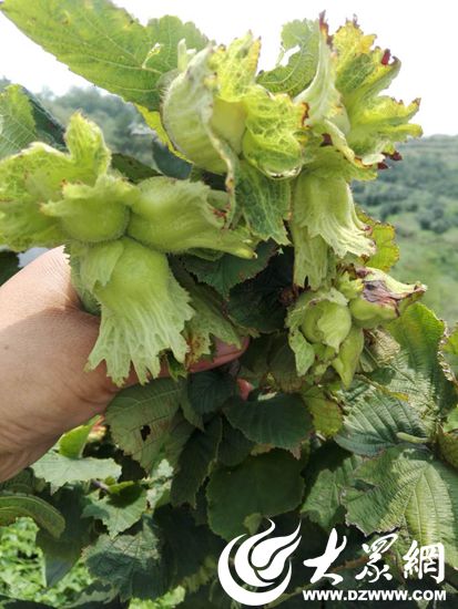 日照市积极发展榛子产业助推特色经济林升级转型