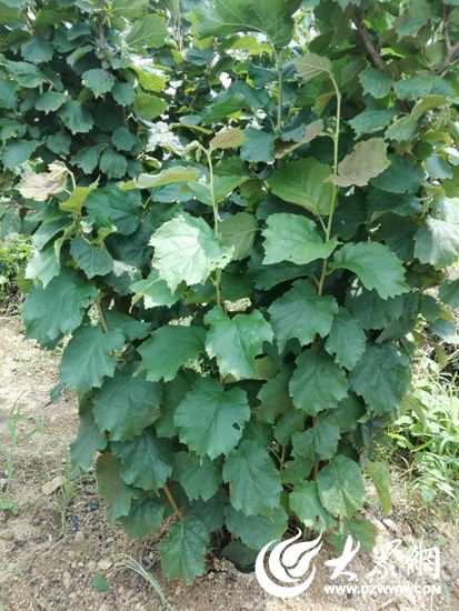 日照市积极发展榛子产业助推特色经济林升级转型