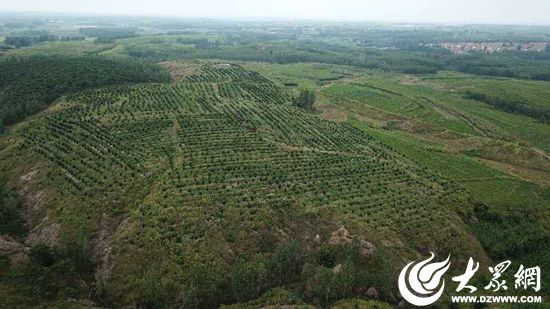 日照市积极发展榛子产业助推特色经济林升级转型