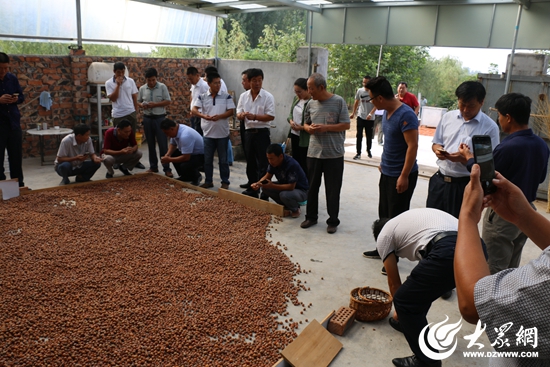 日照市积极发展榛子产业助推特色经济林升级转型