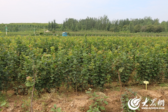 日照市积极发展榛子产业助推特色经济林升级转型
