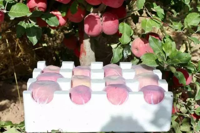 甄选好物|脱单就送“阿克苏冰糖心”苹果 甄选好物|脱单就送“阿克苏冰糖心”苹果