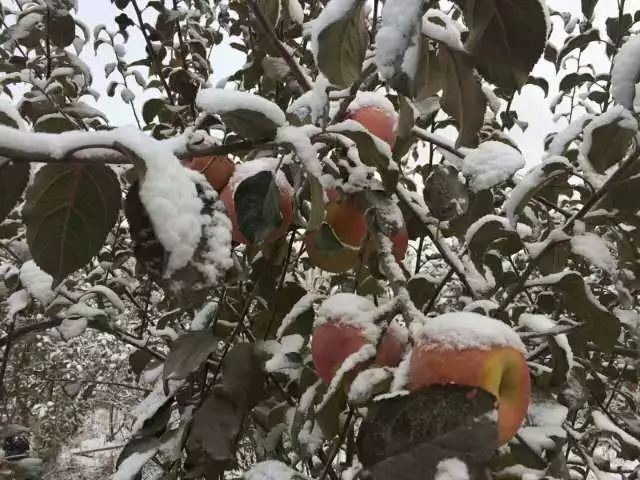 甄选好物|脱单就送“阿克苏冰糖心”苹果 甄选好物|脱单就送“阿克苏冰糖心”苹果