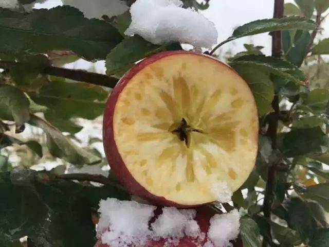 甄选好物|脱单就送“阿克苏冰糖心”苹果 甄选好物|脱单就送“阿克苏冰糖心”苹果