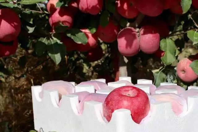 甄选好物|脱单就送“阿克苏冰糖心”苹果 甄选好物|脱单就送“阿克苏冰糖心”苹果