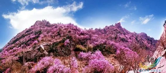 出游速码 青岛主要景区预约方式都在这里