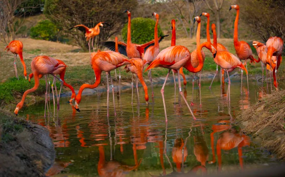 出游速码 青岛主要景区预约方式都在这里