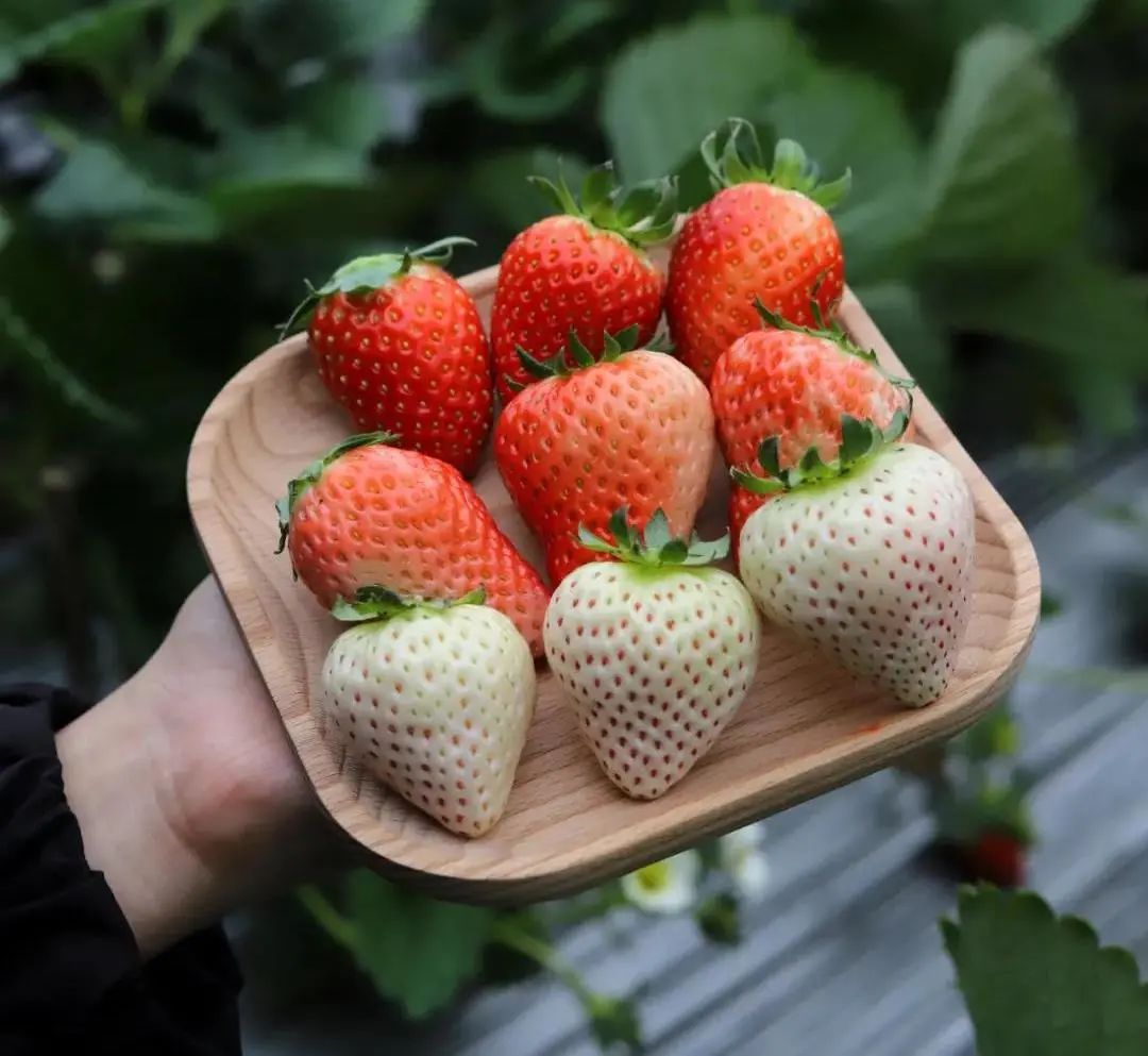 草莓拍摄（又鲜又大的草莓来一盒吗？嘿嘿！）_惠子视觉-站酷ZCOOL