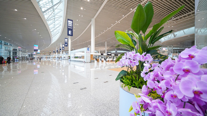 青岛胶东国际机场正式启用3