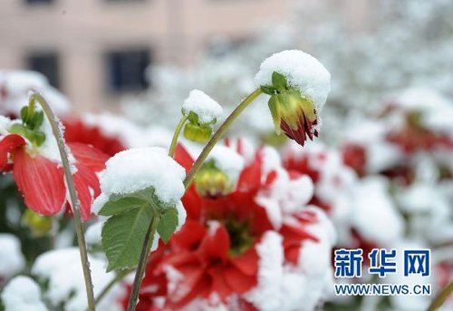 哈尔滨、大庆降下今年入冬以来第一场雪