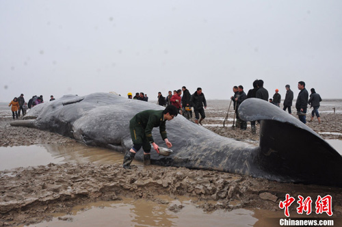江苏黄海海域4头搁浅鲸鱼死亡等待处理善后（图）