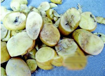 问题土豆硫磺熏制 外表鲜亮内部腐烂发黑