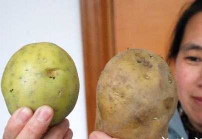 一位市民把抛光后的“新土豆”（左）与陈土豆进行比较。
