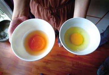左为超市所购鸡蛋，呈红色，右为正常鸡蛋，呈黄色。