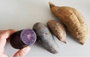 紫色土豆疑被染色冒充紫薯 专家称是天然颜色