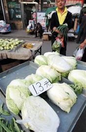 反季白菜零售一斤近2元 地头收购2毛8