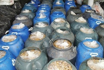 60多桶还在工业柠檬酸和盐水中浸泡的金针菇