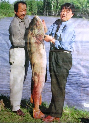 新疆喀纳斯湖疑似水怪曝光:一人高大红鱼