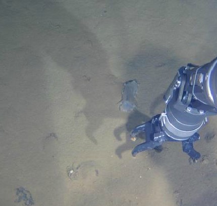 蛟龙号潜海获生物样品 发现暂时难解释现象