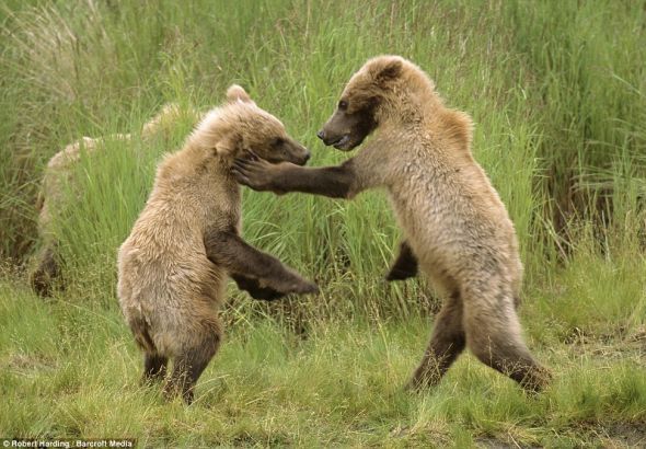 熊崽玩拳击嬉戏