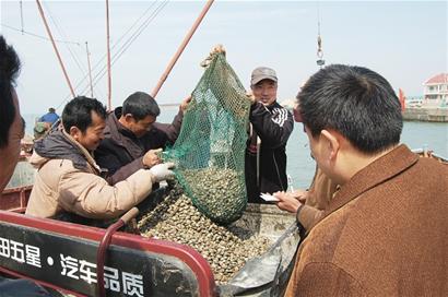 胶州湾蛤蜊身价13.52亿 正宗胶蛤仅限5个街道