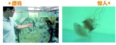 青岛胶州湾海蜇或大暴发 1月可长400斤能毒死小白鼠