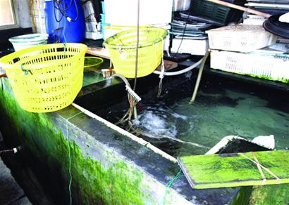青岛市场虾兵蟹将全靠海井水养活 7元能买500斤海水