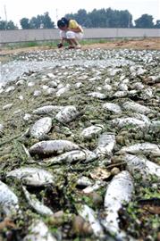 大量污水排进胶南风河 导致成千上万条鱼惨死