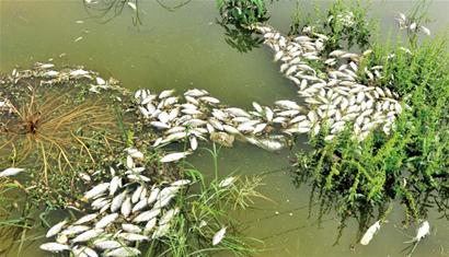 大量污水排进胶南风河 导致成千上万条鱼惨死