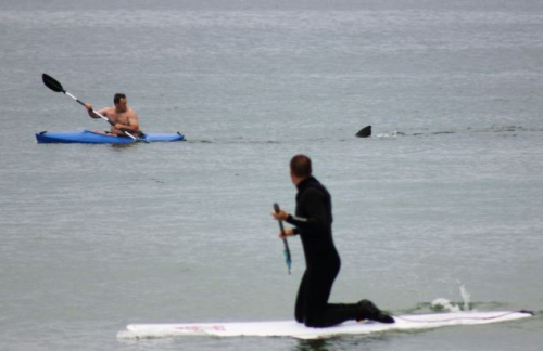 美海滩现成群大白鲨 浅水区紧跟游客