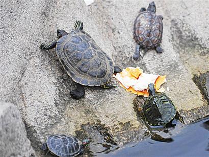 危险巴西龟入侵青岛 群龟啃食小鱼触目惊心