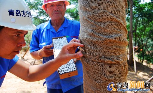 青岛青岛世园会释放20万管氏肿腿蜂 防治天牛等害虫 青岛青岛世园会释放20万管氏肿腿蜂 防治天牛等害虫