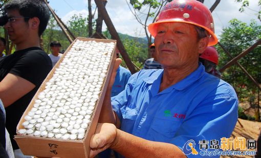 青岛世园会释放20万管氏肿腿蜂 防治天牛等害虫 青岛世园会释放20万管氏肿腿蜂 防治天牛等害虫