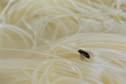 青岛米线黑作坊:苍蝇盆中游 米线发臭加致命添加剂