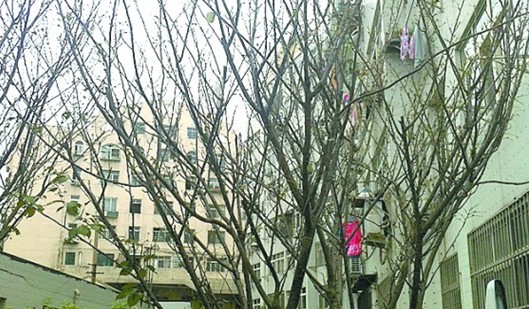 青岛居民楼毛毛虫泛滥 半月吃光六棵樱花树
