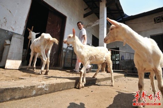 7月29日上午，长沙县黄花镇，韦星雨的5只羊在乡下避暑。记者田超摄