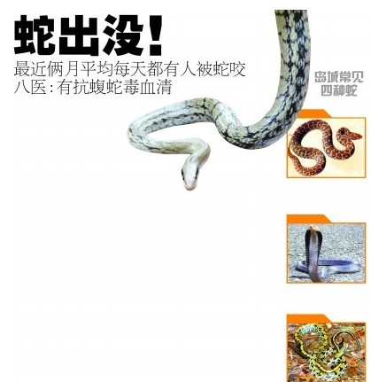 图示青岛常见4种蛇 蝮蛇堪称蛇王被咬流黑血