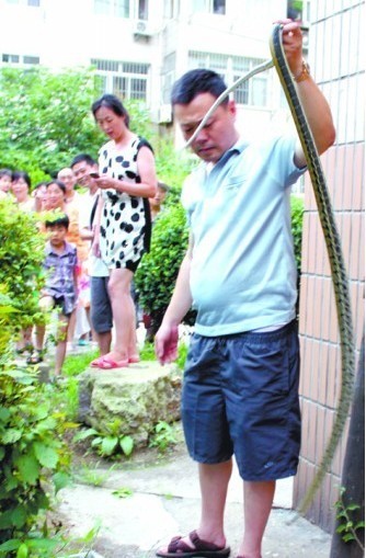 图示青岛常见4种蛇 蝮蛇堪称蛇王被咬流黑血