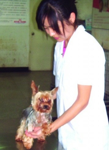 青岛宠物医院无具体收费标准 治疗费差七八百