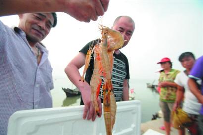 青岛全面开捕对虾螃蟹 船老大1网60只渔民1只没捞到