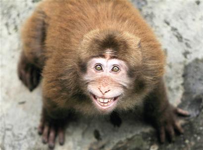 青岛超萌短尾猴:母猴喜欢纯爷们 欺软怕硬护主堪比忠犬