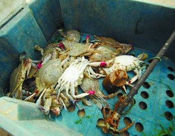 青岛码头海捕蟹是养殖蟹冒充 只剩下满壳水