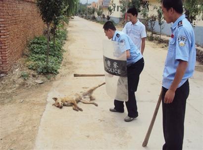 青岛15岁男孩被自家宠物狗咬伤 1年后狂犬病发身亡
