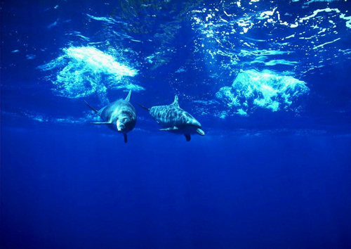 青岛海底世界位于青岛汇泉湾畔