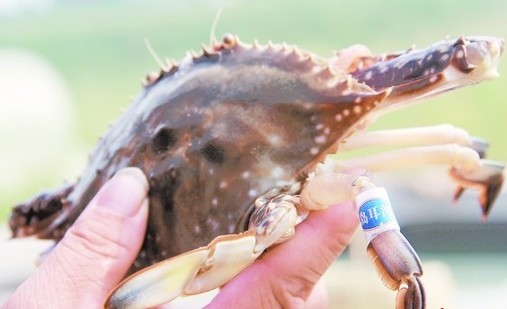 胶南王台五河头养殖区，为打开销路，养殖户们注册商标卖螃蟹